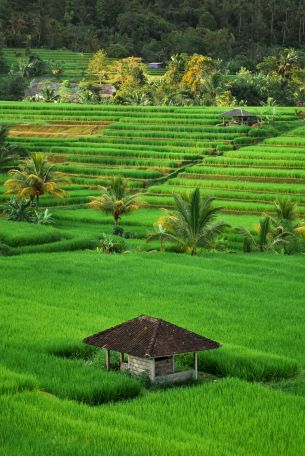 Indonesien Kreuzfahrten