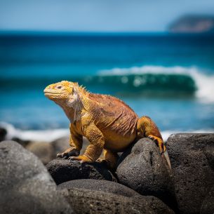 Galapagos Kreuzfahrten