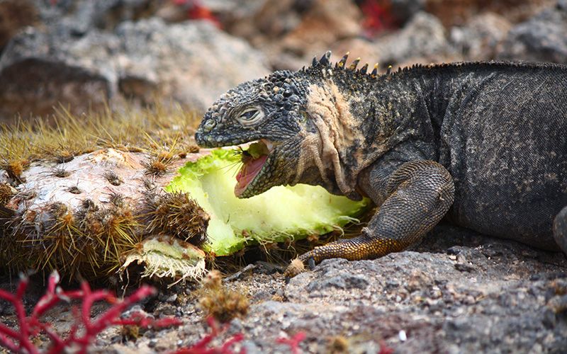 Galapagos Expeditionen