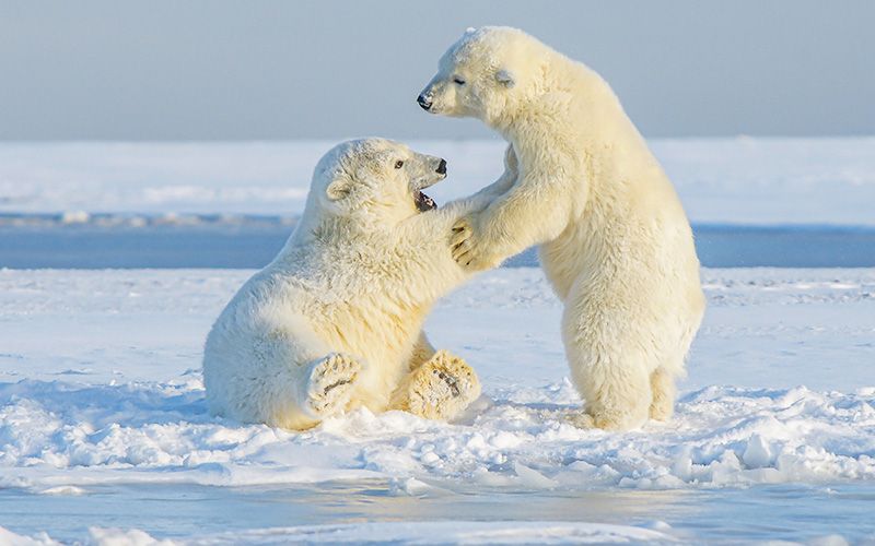 Alaska Expeditionen