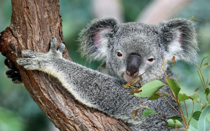Australien Expeditionen