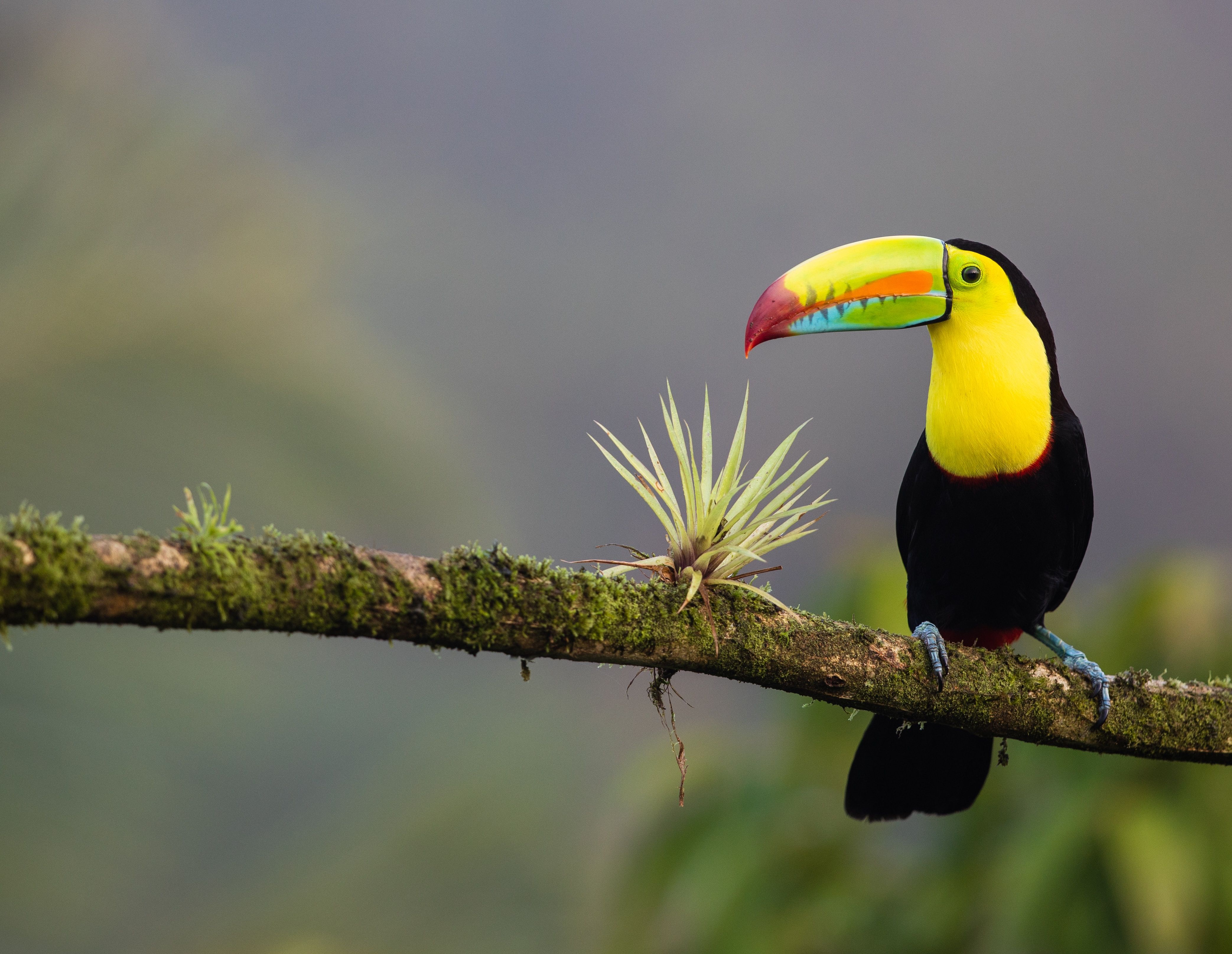 costa rica kreuzfahrten