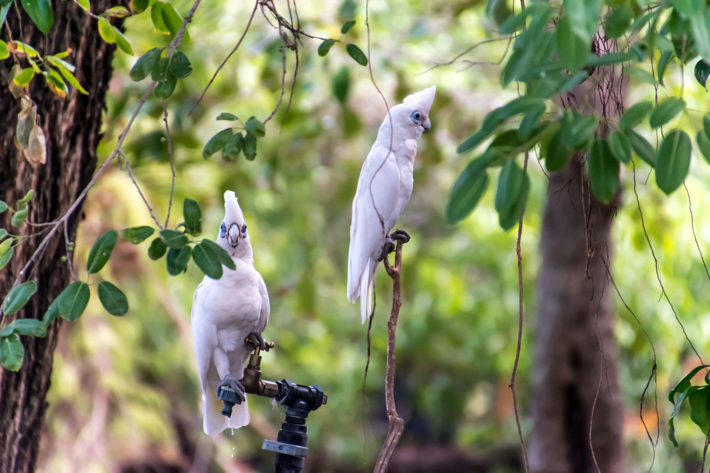 Australia Kreuzfahrten